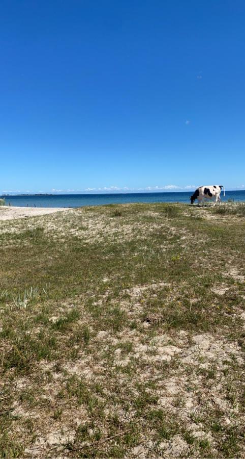 Bo I Egen Stuga Pa Haerlig Oelandsgard Köpingsvik Dış mekan fotoğraf